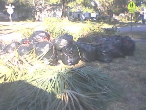 This is only a portion of the debris cleared away by the men from church that day. The "bushes" behind the trash bags are piled limbs hauled out to the street. (The poor lighting reflects my scattered state of mind at the time. Photo by Teresa TL Bruce, TealAshes.com)